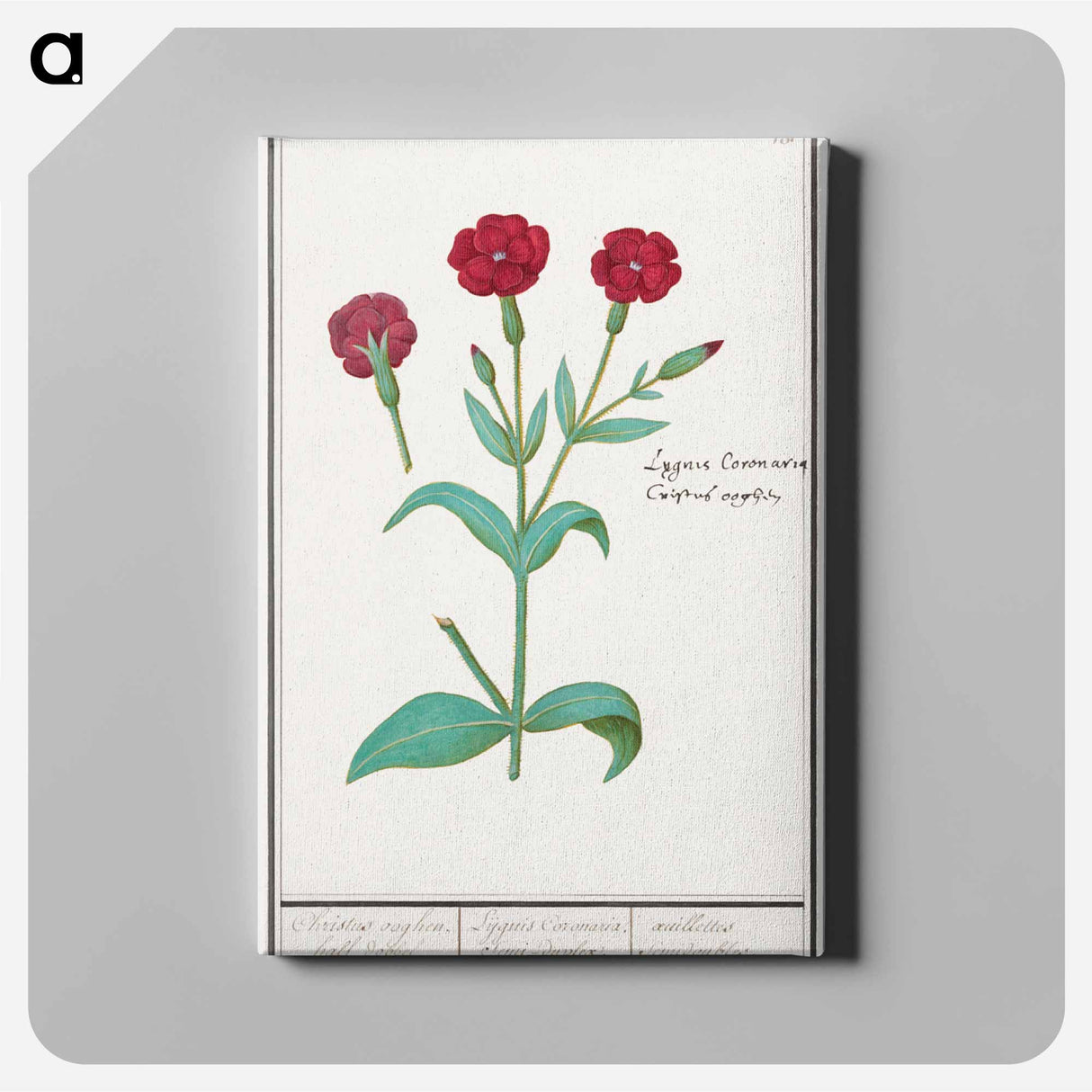 Cuckoo flower, Lychnis or Prickly nose, Lychnis coronaria - アンセルムス ボエティウス デ ブート Canvas.