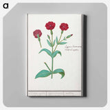 Cuckoo flower, Lychnis or Prickly nose, Lychnis coronaria - アンセルムス ボエティウス デ ブート Canvas.