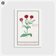 アートポストカード-Cuckoo flower, Lychnis or Prickly nose, Lychnis coronaria - アンセルムス ボエティウス デ ブート Postcard.