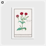 アートポストカード-Cuckoo flower, Lychnis or Prickly nose, Lychnis coronaria - アンセルムス ボエティウス デ ブート Postcard.