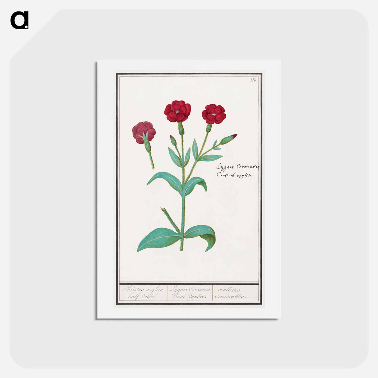 Cuckoo flower, Lychnis or Prickly nose, Lychnis coronaria - アンセルムス ボエティウス デ ブート Postcard.