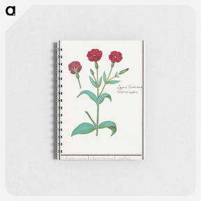 アートメモ帳-Cuckoo flower, Lychnis or Prickly nose, Lychnis coronaria - アンセルムス ボエティウス デ ブート Memo.