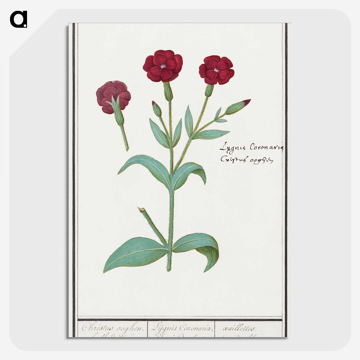 2-93_Anselmus-Boetius-de-Boodt_picture-crop
