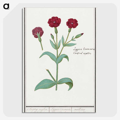 2-93_Anselmus-Boetius-de-Boodt_picture-crop