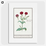 2-93_Anselmus-Boetius-de-Boodt_picture