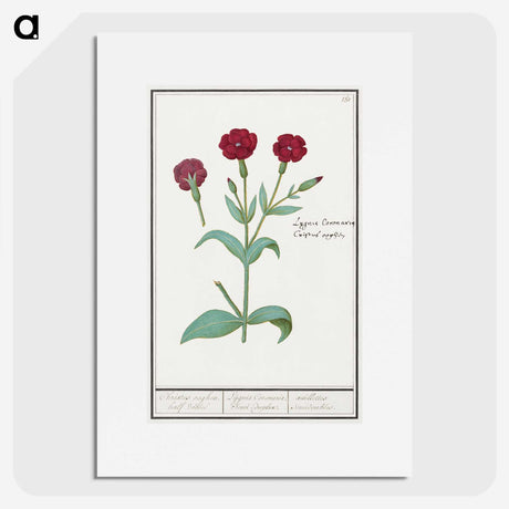 2-93_Anselmus-Boetius-de-Boodt_picture