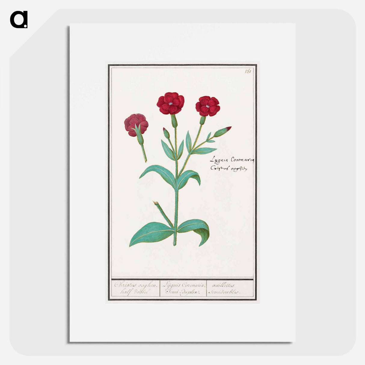 Cuckoo flower, Lychnis or Prickly nose, Lychnis coronaria - アンセルムス ボエティウス デ ブート Poster.
