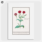 Cuckoo flower, Lychnis or Prickly nose, Lychnis coronaria - アンセルムス ボエティウス デ ブート Poster.