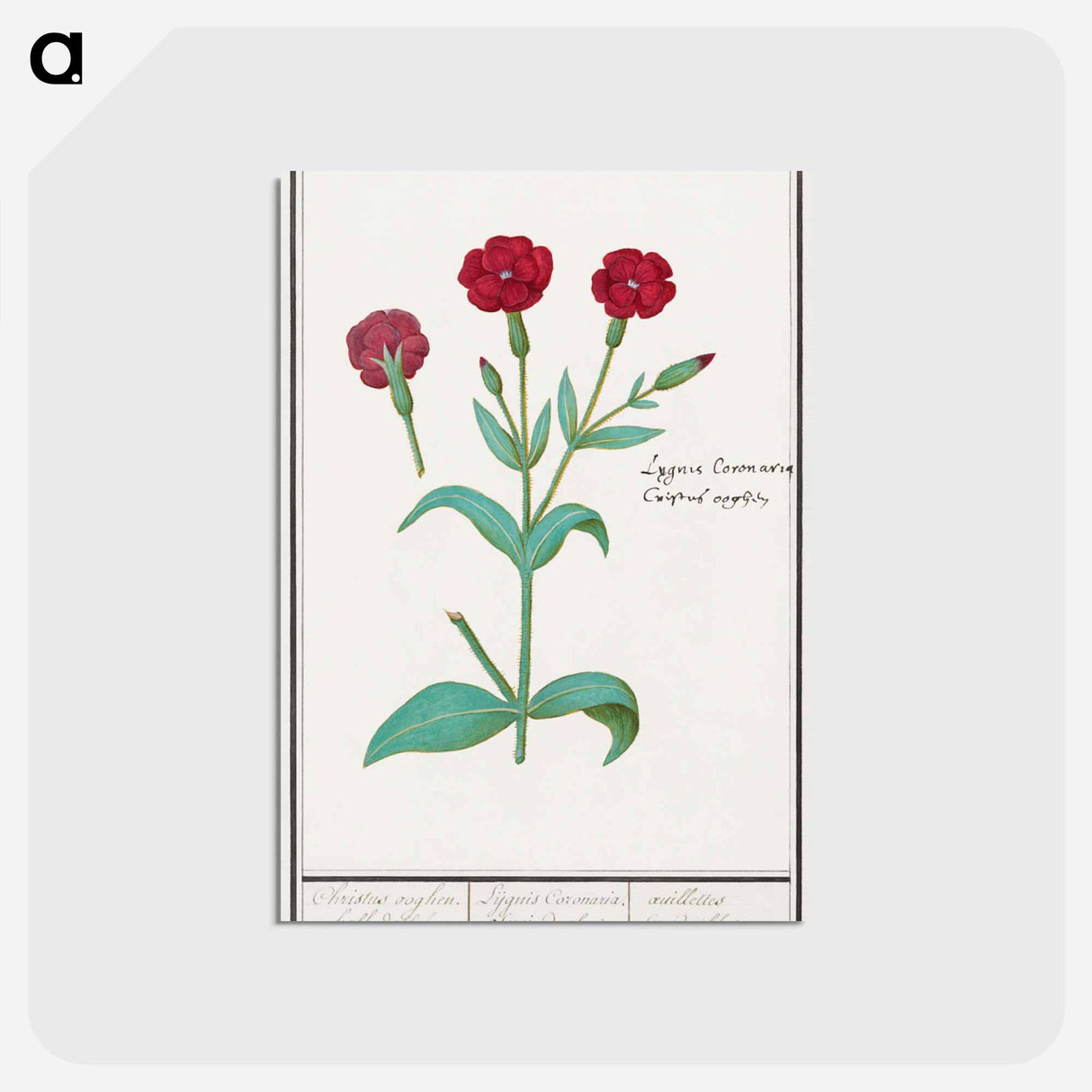アートポストカード-Cuckoo flower, Lychnis or Prickly nose, Lychnis coronaria - アンセルムス ボエティウス デ ブート Postcard.