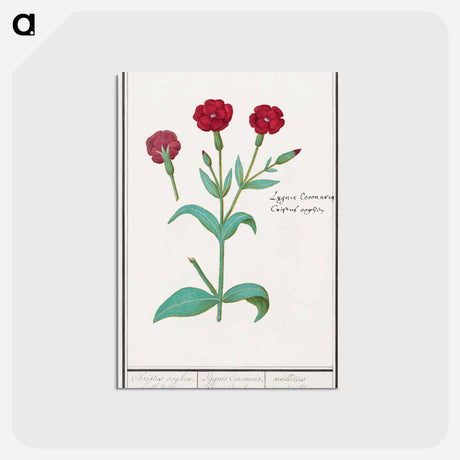 アートポストカード-Cuckoo flower, Lychnis or Prickly nose, Lychnis coronaria - アンセルムス ボエティウス デ ブート Postcard.