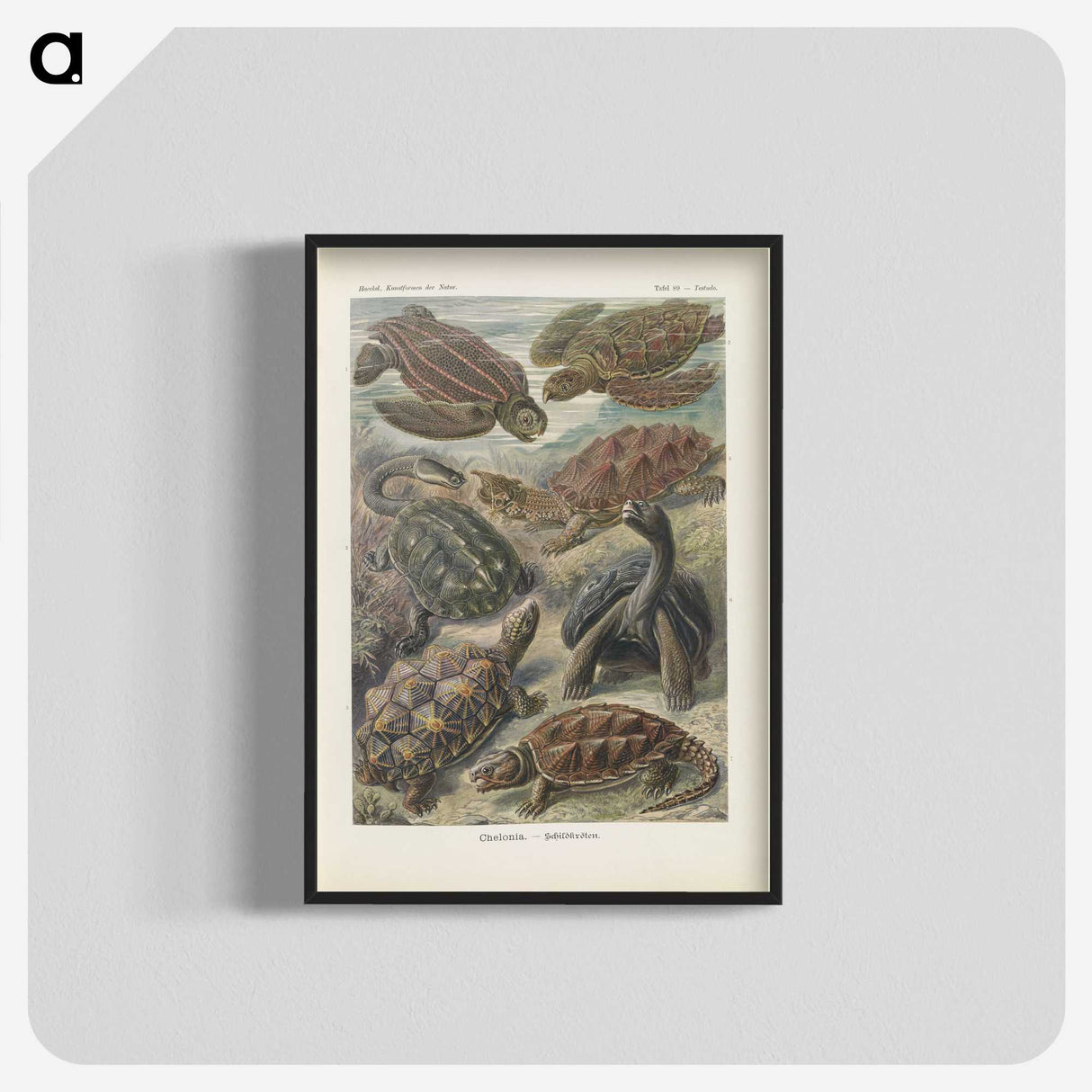 2-93_Ernst-Haeckel_blk-crop