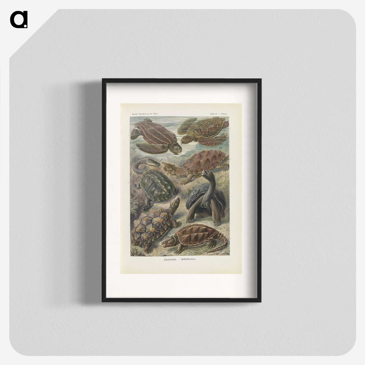 2-93_Ernst-Haeckel_blk