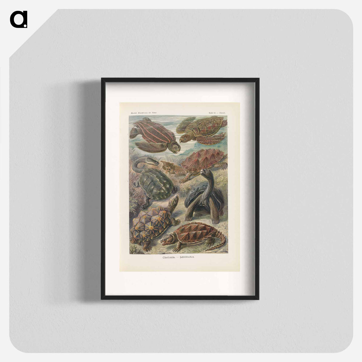 Turtles illustration from Kunstformen der Natur - エルンスト ヘッケル Poster.
