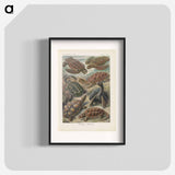 Turtles illustration from Kunstformen der Natur - エルンスト ヘッケル Poster.
