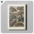 2-93_Ernst-Haeckel_canvas