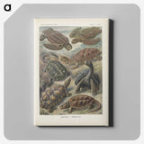 2-93_Ernst-Haeckel_canvas