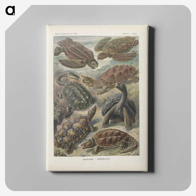 2-93_Ernst-Haeckel_canvas