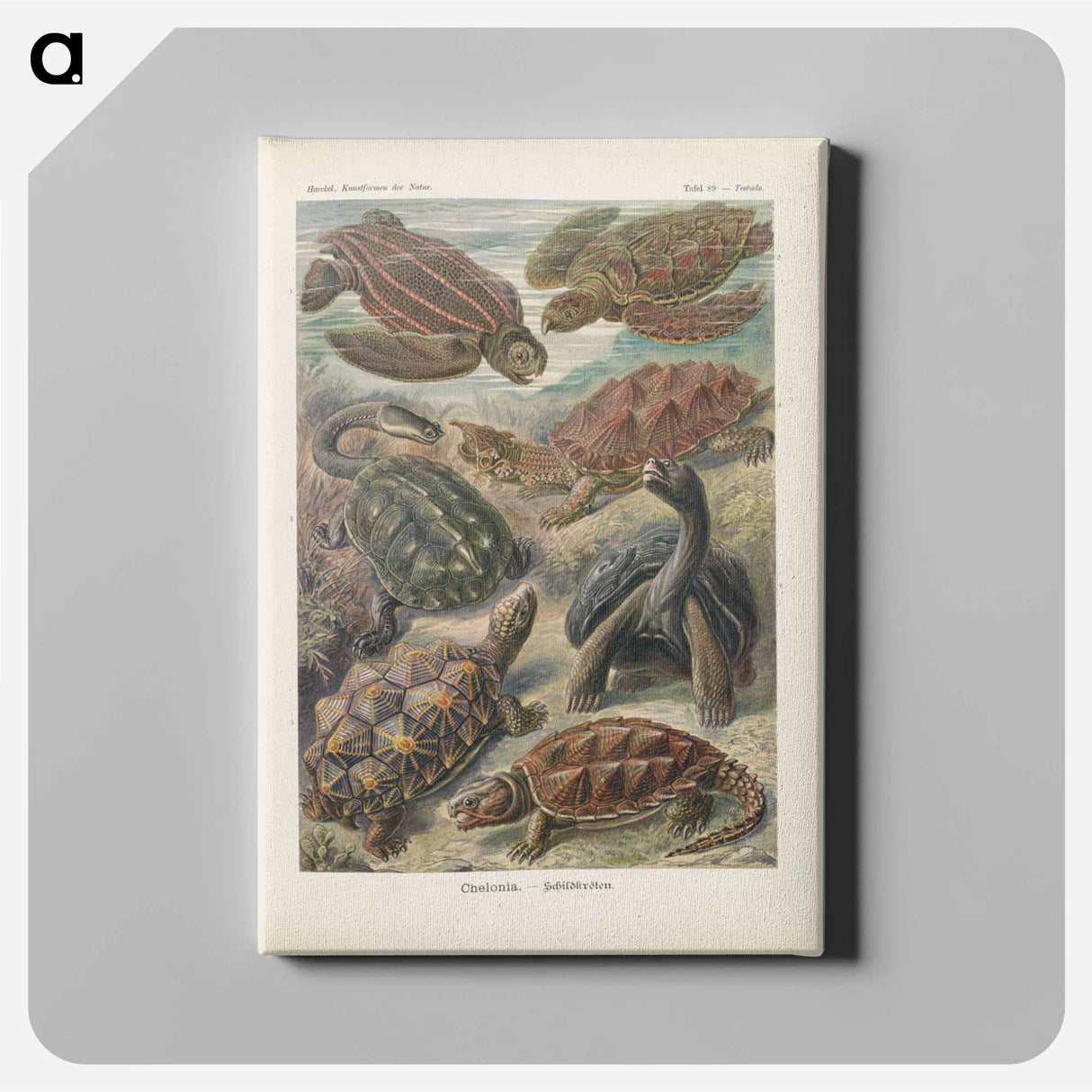 Turtles illustration from Kunstformen der Natur - エルンスト ヘッケル Canvas.