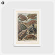 アートポストカード-Turtles illustration from Kunstformen der Natur - エルンスト ヘッケル Postcard.