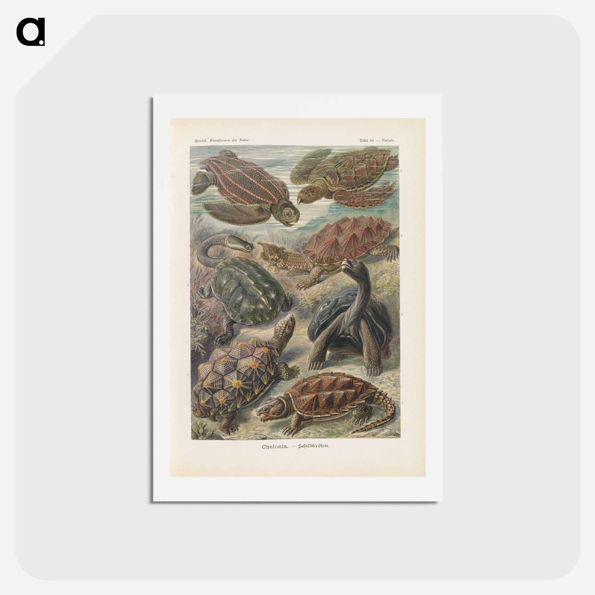 アートポストカード-Turtles illustration from Kunstformen der Natur - エルンスト ヘッケル Postcard.