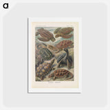 アートポストカード-Turtles illustration from Kunstformen der Natur - エルンスト ヘッケル Postcard.
