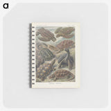 2-93_Ernst-Haeckel_memo