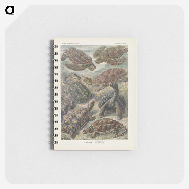2-93_Ernst-Haeckel_memo