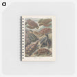 アートメモ帳-Turtles illustration from Kunstformen der Natur - エルンスト ヘッケル Memo.