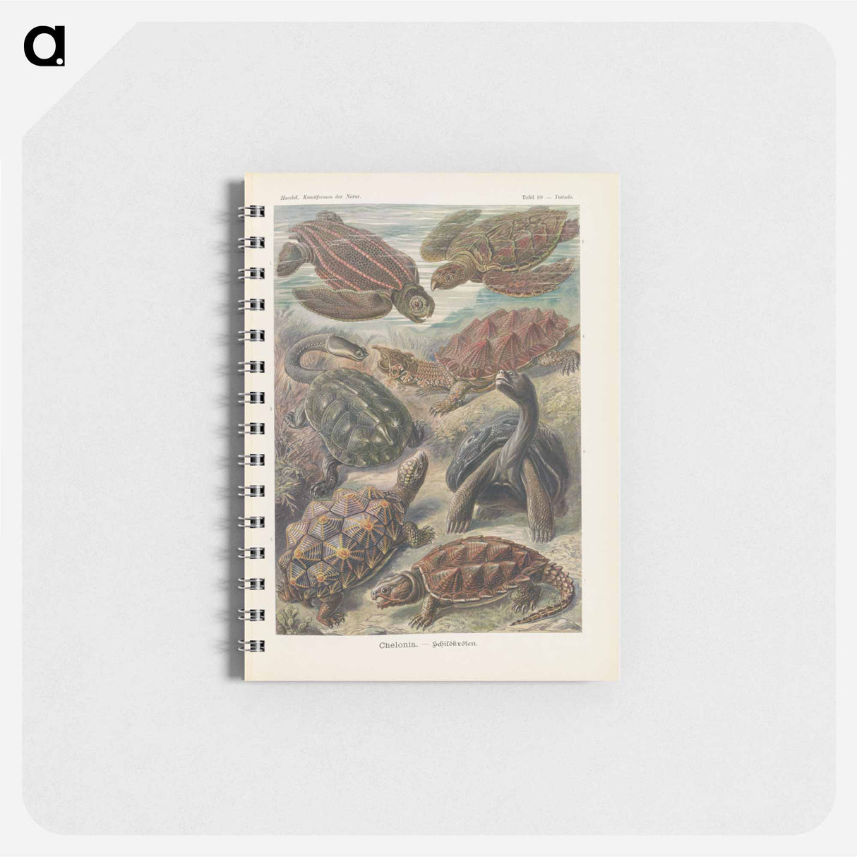 アートメモ帳-Turtles illustration from Kunstformen der Natur - エルンスト ヘッケル Memo.
