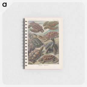 アートメモ帳-Turtles illustration from Kunstformen der Natur - エルンスト ヘッケル Memo.
