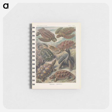 アートメモ帳-Turtles illustration from Kunstformen der Natur - エルンスト ヘッケル Memo.