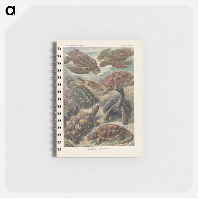 アートメモ帳-Turtles illustration from Kunstformen der Natur - エルンスト ヘッケル Memo.