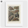 2-93_Ernst-Haeckel_picture