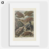 2-93_Ernst-Haeckel_picture