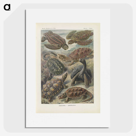 2-93_Ernst-Haeckel_picture