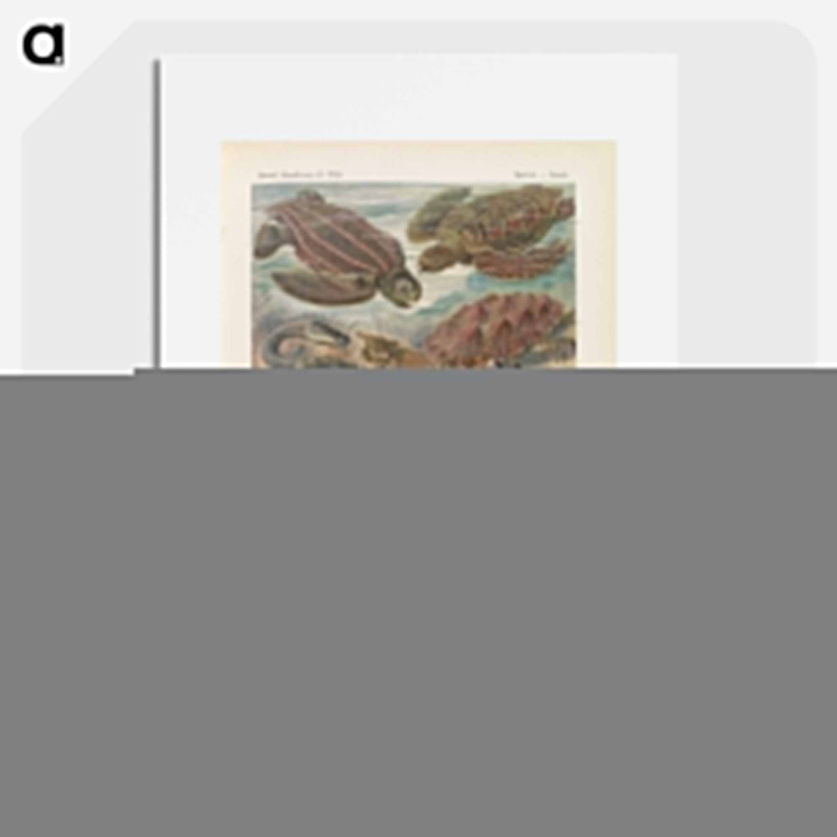 Turtles illustration from Kunstformen der Natur - エルンスト ヘッケル Poster.