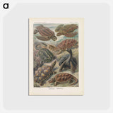 アートポストカード-Turtles illustration from Kunstformen der Natur - エルンスト ヘッケル Postcard.