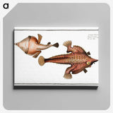 2-93_Ichtyologie-ou-Histoire-naturelle_canvas