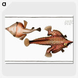2-93_Ichtyologie-ou-Histoire-naturelle_picture-crop
