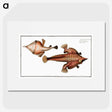 2-93_Ichtyologie-ou-Histoire-naturelle_picture
