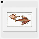2-93_Ichtyologie-ou-Histoire-naturelle_picture