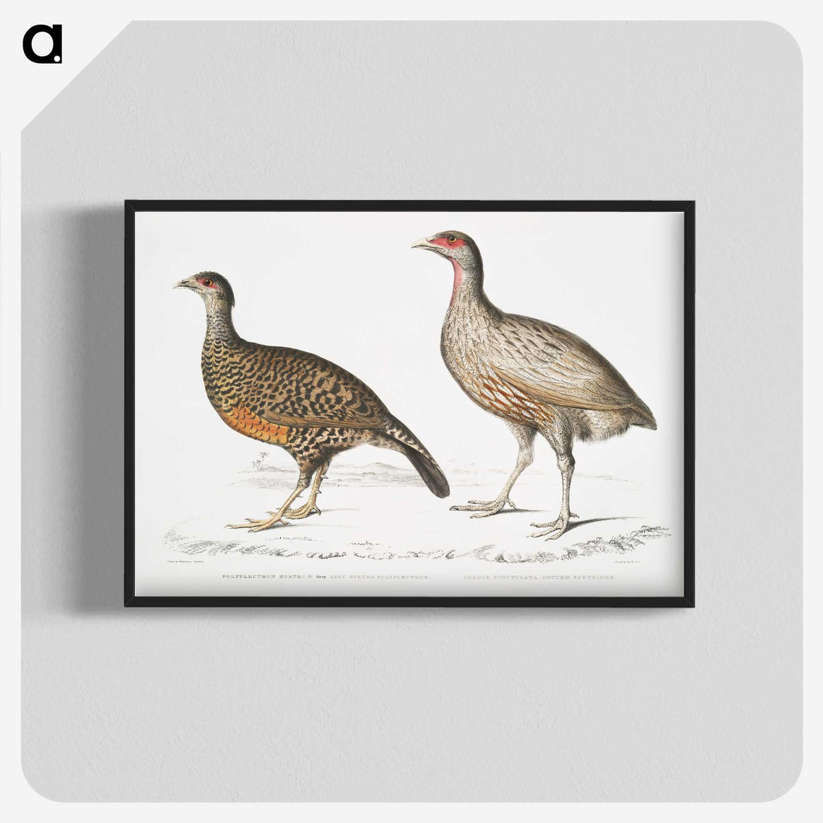 2-93_Indian-Zoology_blk-crop