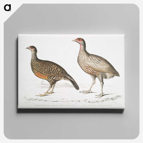2-93_Indian-Zoology_canvas