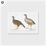 2-93_Indian-Zoology_hagaki