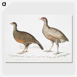 2-93_Indian-Zoology_picture-crop