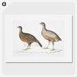 2-93_Indian-Zoology_picture