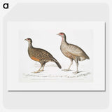 2-93_Indian-Zoology_picture