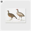 2-93_Indian-Zoology_postcard