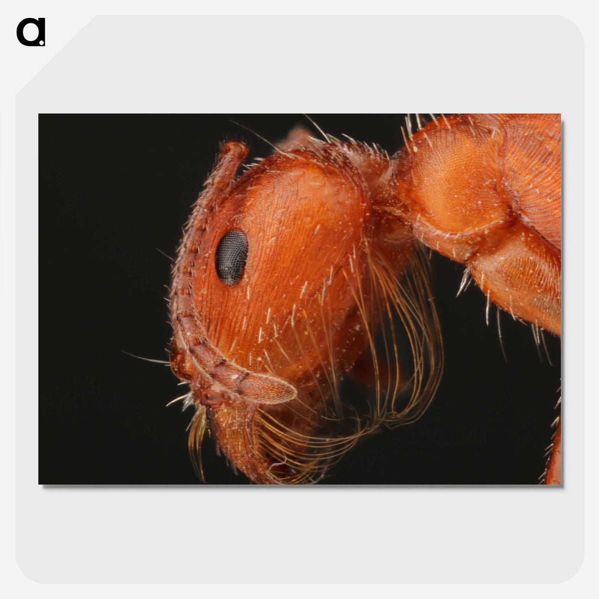 2-93_Insects-Unlocked-Project_picture-crop