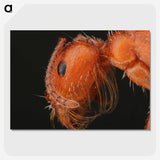 2-93_Insects-Unlocked-Project_picture-crop